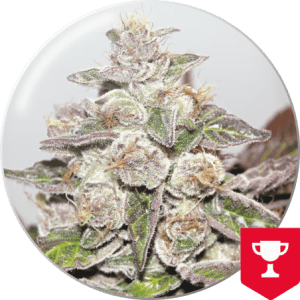 MENDOCINO PURPLE KUSH