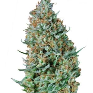 BUBBLE FRUIT FEMINIZADA