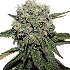 HARD DIESEL FEMINIZADA